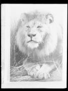 Riproduzione di un quadro. Un leone