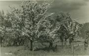 albero (Positivo) di Fränzl, Lorenz,Editrice Sciliaria (1925/01/01 - 1955/12/31)