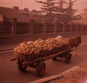Carro con carico di legna in Val d'Ega