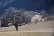 albero (Positivo) di Mayr, Franz (1975/01/01 - 1975/12/31)