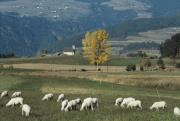 pecore al pascolo a Fiumes