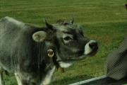 mucca/bovino (Positivo) di Mayr, Franz (1992/01/01 - 1992/12/31)