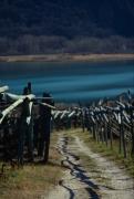 Sentiero tra i pergolati presso il lago di Caldaro