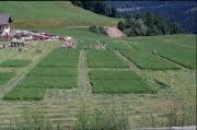 agricoltura (Positivo) di Furggler, Richard (1997/07/13 - 1997/07/13)