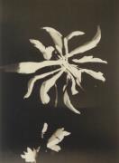 fiori (Positivo) di Moholy-Nagy, László (1925/01/01 - 1925/12/31)