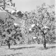 paesaggio (Positivo) di Groth-Schmachtenberger, Erika (1953/01/01 - 1953/12/31)