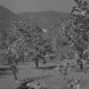 paesaggio (Positivo) di Groth-Schmachtenberger, Erika (1953/01/01 - 1953/12/31)