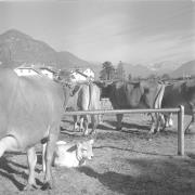 paesaggio (Positivo) di Groth-Schmachtenberger, Erika