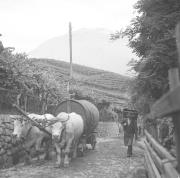 persone (Positivo) di Groth-Schmachtenberger, Erika (1934/01/01 - 1934/12/31)