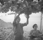 persone (Positivo) di Groth-Schmachtenberger, Erika (1934/01/01 - 1934/12/31)