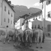 persone (Positivo) di Groth-Schmachtenberger, Erika (1954/01/01 - 1954/12/31)