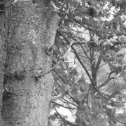 paesaggio (Positivo) di Groth-Schmachtenberger, Erika