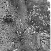 paesaggio (Positivo) di Groth-Schmachtenberger, Erika