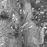 paesaggio (Positivo) di Groth-Schmachtenberger, Erika