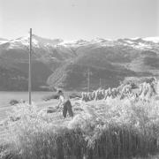 paesaggio (Positivo) di Groth-Schmachtenberger, Erika (1953/01/01 - 1953/12/31)