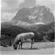 paesaggio (Positivo) di Groth-Schmachtenberger, Erika