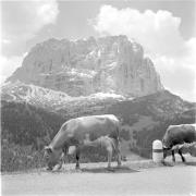 paesaggio (Positivo) di Groth-Schmachtenberger, Erika