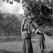 paesaggio (Positivo) di Groth-Schmachtenberger, Erika (1956/01/01 - 1956/12/31)