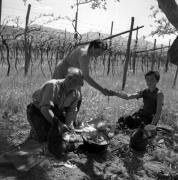 paesaggio (Positivo) di Groth-Schmachtenberger, Erika (1956/01/01 - 1956/12/31)