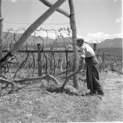 paesaggio (Positivo) di Groth-Schmachtenberger, Erika (1956/01/01 - 1956/12/31)