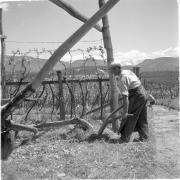 paesaggio (Positivo) di Groth-Schmachtenberger, Erika (1956/01/01 - 1956/12/31)