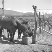 paesaggio (Positivo) di Groth-Schmachtenberger, Erika (1956/01/01 - 1956/12/31)