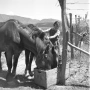 paesaggio (Positivo) di Groth-Schmachtenberger, Erika (1956/01/01 - 1956/12/31)