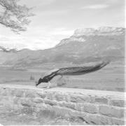 paesaggio (Positivo) di Groth-Schmachtenberger, Erika (1954/01/01 - 1954/12/31)