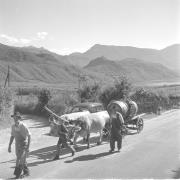 paesaggio (Positivo) di Groth-Schmachtenberger, Erika (1956/01/01 - 1956/12/31)