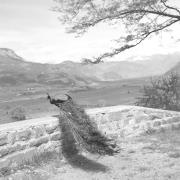 paesaggio (Positivo) di Groth-Schmachtenberger, Erika (1954/01/01 - 1954/12/31)