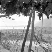 paesaggio (Positivo) di Groth-Schmachtenberger, Erika (1954/01/01 - 1954/12/31)