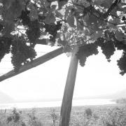 paesaggio (Positivo) di Groth-Schmachtenberger, Erika (1954/01/01 - 1954/12/31)