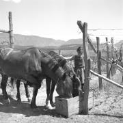 paesaggio (Positivo) di Groth-Schmachtenberger, Erika (1956/01/01 - 1956/12/31)