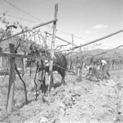 persone (Positivo) di Groth-Schmachtenberger, Erika