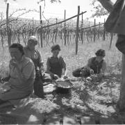 paesaggio (Positivo) di Groth-Schmachtenberger, Erika (1956/01/01 - 1956/12/31)