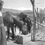 paesaggio (Positivo) di Groth-Schmachtenberger, Erika (1956/01/01 - 1956/12/31)