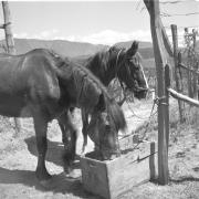 paesaggio (Positivo) di Groth-Schmachtenberger, Erika (1956/01/01 - 1956/12/31)