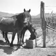 paesaggio (Positivo) di Groth-Schmachtenberger, Erika (1956/01/01 - 1956/12/31)