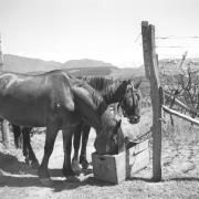 paesaggio (Positivo) di Groth-Schmachtenberger, Erika (1956/01/01 - 1956/12/31)