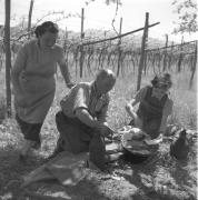 paesaggio (Positivo) di Groth-Schmachtenberger, Erika (1956/01/01 - 1956/12/31)