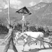 paesaggio (Positivo) di Groth-Schmachtenberger, Erika (1953/01/01 - 1953/12/31)