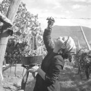 paesaggio (Positivo) di Groth-Schmachtenberger, Erika (1956/01/01 - 1956/12/31)