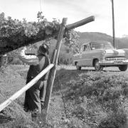 paesaggio (Positivo) di Groth-Schmachtenberger, Erika (1956/01/01 - 1956/12/31)