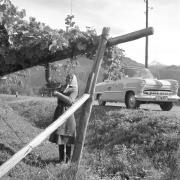 paesaggio (Positivo) di Groth-Schmachtenberger, Erika (1956/01/01 - 1956/12/31)