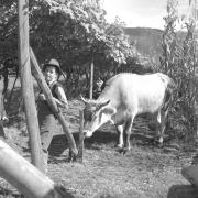 paesaggio (Positivo) di Groth-Schmachtenberger, Erika (1956/01/01 - 1956/12/31)