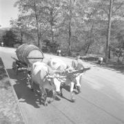 paesaggio (Positivo) di Groth-Schmachtenberger, Erika (1956/01/01 - 1956/12/31)