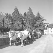 paesaggio (Positivo) di Groth-Schmachtenberger, Erika (1956/01/01 - 1956/12/31)