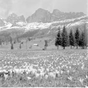 paesaggio (Positivo) di Groth-Schmachtenberger, Erika (1953/01/01 - 1953/12/31)