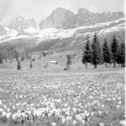 paesaggio (Positivo) di Groth-Schmachtenberger, Erika (1953/01/01 - 1953/12/31)