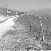 paesaggio (Positivo) di Groth-Schmachtenberger, Erika (1954/01/01 - 1954/12/31)